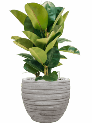 Ficus Elastica Robusta In Baq Tornado D 24 H 86 cm - PlantenShop24 - 14-05-2025