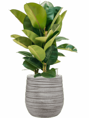 Ficus Elastica Robusta In Baq Tornado D 24 H 86 cm - PlantenShop24 - 14-05-2025