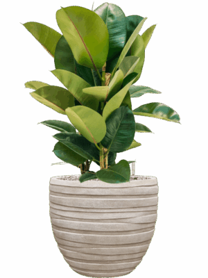 Ficus Elastica Robusta In Baq Tornado D 24 H 86 cm - PlantenShop24 - 14-05-2025