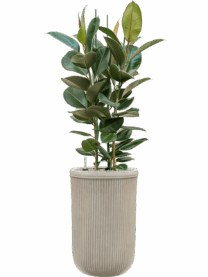 Ficus Elastica Robusta In Baq Vertical Rib D 30 H 146 cm - PlantenShop24 - 15-05-2025