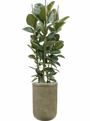 Ficus Elastica Robusta In Baq Vertical Rib D 34 H 203 cm - PlantenShop24 - 06-05-2025