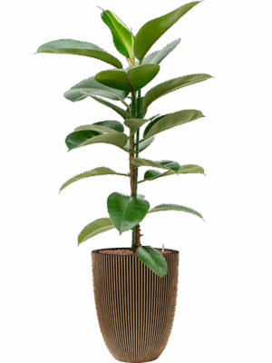Ficus Elastica Robusta In Capi Nature Groove NL D 18 H 148 cm - PlantenShop24 - 01-05-2025