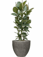 Ficus Elastica Robusta In Cement & Stone D 34 H 149 cm - PlantenShop24 - 06-05-2025