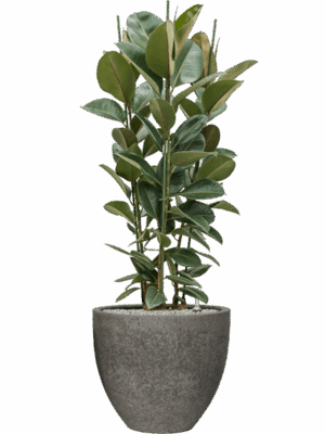 Ficus Elastica Robusta In Cement & Stone D 34 H 149 cm - PlantenShop24 - 06-05-2025