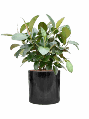 Ficus Elastica Robusta In Cylinder D 22 H 102 cm - PlantenShop24 - 19-05-2025