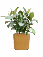 Ficus Elastica Robusta In Cylinder D 22 H 102 cm - PlantenShop24 - 27-05-2025
