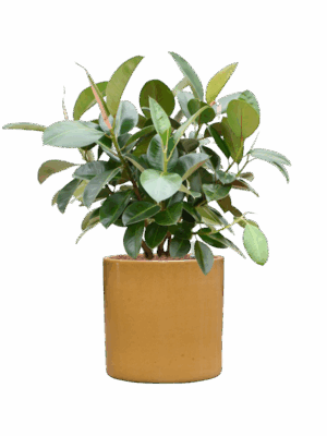 Ficus Elastica Robusta In Cylinder D 22 H 102 cm - PlantenShop24 - 27-05-2025
