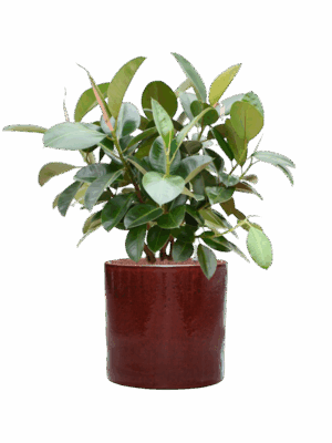 Ficus Elastica Robusta In Cylinder D 22 H 102 cm - PlantenShop24 - 27-05-2025
