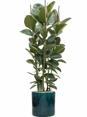 Ficus Elastica Robusta In Cylinder D 34 H 178 cm - PlantenShop24 - 06-05-2025