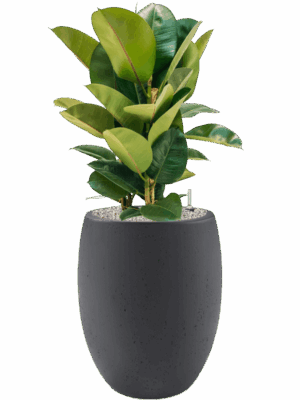 Ficus Elastica Robusta In Grigio D 24 H 103 cm - PlantenShop24 - 14-05-2025