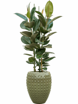 Ficus Elastica Robusta In Laos D 30 H 173 cm - PlantenShop24 - 27-05-2025