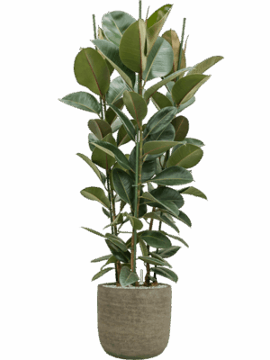 Ficus Elastica Robusta In Magna D 34 H 176 cm - PlantenShop24 - 06-05-2025