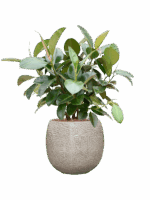 Ficus Elastica Robusta In Marly D 22 H 100 cm - PlantenShop24 - 19-05-2025