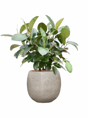 Ficus Elastica Robusta In Marly D 22 H 100 cm - PlantenShop24 - 19-05-2025