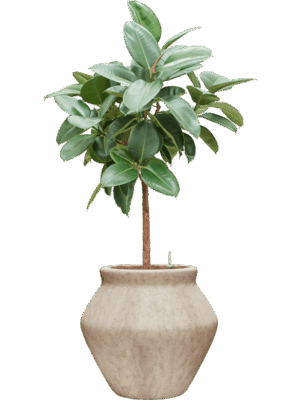 Ficus Elastica Robusta In Mineral D 25 H 135 cm - PlantenShop24 - 01-05-2025
