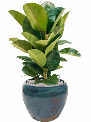 Ficus Elastica Robusta In Mystic D 24 H 81 cm - PlantenShop24 - 14-05-2025