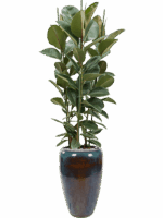 Ficus Elastica Robusta In Mystic D 34 H 204 cm - PlantenShop24 - 27-05-2025