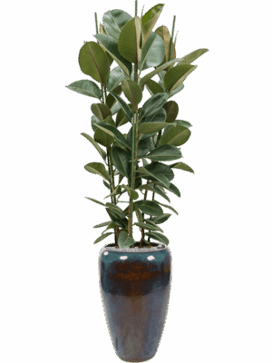 Ficus Elastica Robusta In Mystic D 34 H 204 cm - PlantenShop24 - 27-05-2025