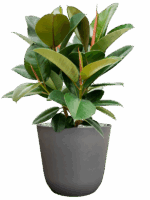 Ficus Elastica Robusta In Palermo D 21 H 57 cm - PlantenShop24 - 14-05-2025