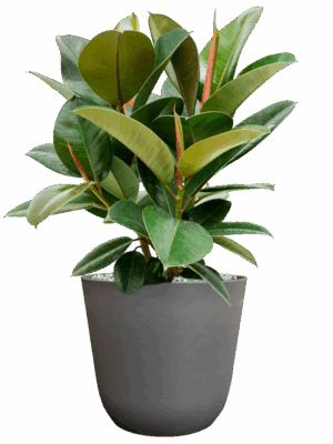 Ficus Elastica Robusta In Palermo D 21 H 57 cm - PlantenShop24 - 14-05-2025