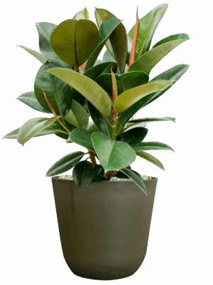 Ficus Elastica Robusta In Palermo D 21 H 57 cm - PlantenShop24 - 14-05-2025