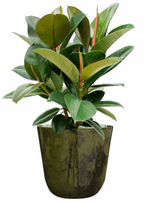 Ficus Elastica Robusta In Palermo D 21 H 57 cm - PlantenShop24 - 14-05-2025