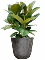Ficus Elastica Robusta In Palermo D 21 H 58 cm - PlantenShop24 - 14-05-2025