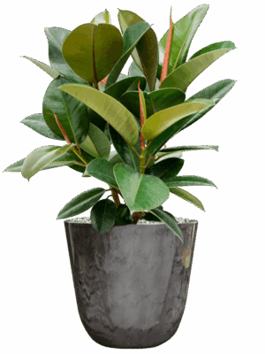 Ficus Elastica Robusta In Palermo D 21 H 58 cm - PlantenShop24 - 14-05-2025
