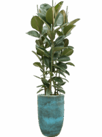 Ficus Elastica Robusta In Pure D 34 H 201 cm - PlantenShop24 - 06-05-2025