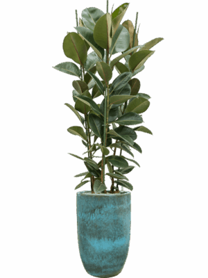 Ficus Elastica Robusta In Pure D 34 H 201 cm - PlantenShop24 - 06-05-2025