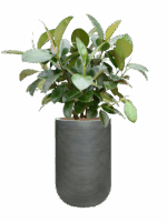 Ficus Elastica Robusta In Ridged Horizontally D 22 H 117 cm - PlantenShop24 - 19-05-2025
