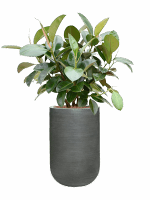Ficus Elastica Robusta In Ridged Horizontally D 22 H 117 cm - PlantenShop24 - 19-05-2025