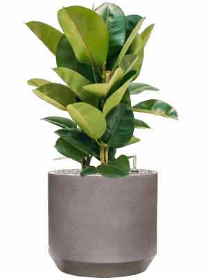 Ficus Elastica Robusta In Rotunda Urban D 24 H 89 cm - PlantenShop24 - 14-05-2025