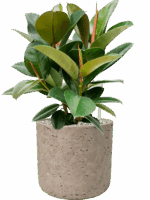Ficus Elastica Robusta In Rough D 21 H 59 cm - PlantenShop24 - 14-05-2025