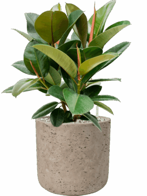 Ficus Elastica Robusta In Rough D 21 H 59 cm - PlantenShop24 - 14-05-2025