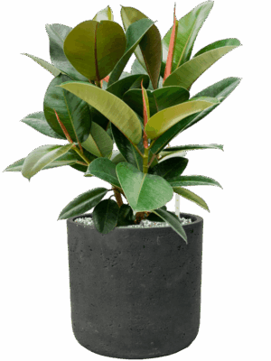 Ficus Elastica Robusta In Rough D 21 H 59 cm - PlantenShop24 - 14-05-2025