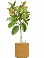 Ficus Elastica Shivereana Moonshine In Cylinder D 30 H 149 cm - PlantenShop24 - 27-05-2025