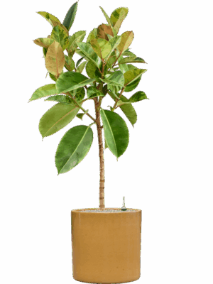 Ficus Elastica Shivereana Moonshine In Cylinder D 30 H 149 cm - PlantenShop24 - 27-05-2025