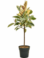 Ficus Elastica Tineke D 30 H 130 cm - PlantenShop24 - 01-05-2025