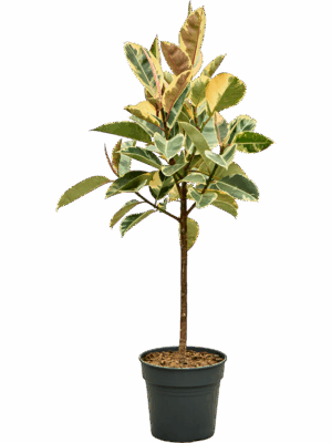 Ficus Elastica Tineke D 30 H 130 cm - PlantenShop24 - 01-05-2025