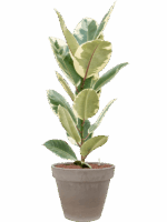 Ficus Elastica Tineke In Terra Cotta D 18 H 112 cm - PlantenShop24 - 21-05-2025