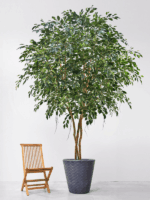 Ficus Exotica D 230 H 300 cm - PlantenShop24 - 07-05-2025