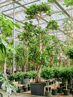 Ficus Lyrata D 102 H 550 cm - PlantenShop24 - 23-05-2025