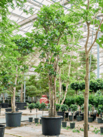 Ficus Lyrata D 102 H 570 cm - PlantenShop24 - 16-08-2025