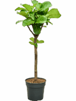 Ficus Lyrata D 30 H 140 cm - PlantenShop24 - 01-05-2025