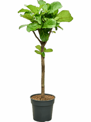 Ficus Lyrata D 30 H 140 cm - PlantenShop24 - 01-05-2025