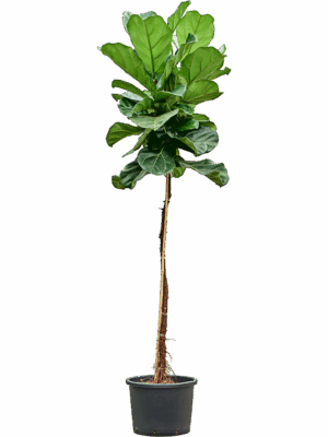 Ficus Lyrata D 32 H 180 cm - PlantenShop24 - 30-05-2025