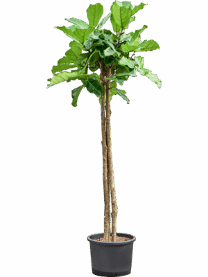 Ficus Lyrata D 35 H 200 cm - PlantenShop24 - 24-05-2025