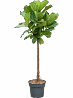 Ficus Lyrata D 38 H 190 cm - PlantenShop24 - 01-05-2025