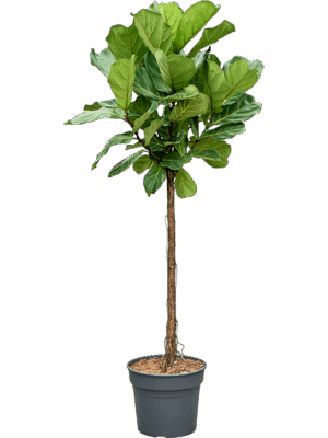 Ficus Lyrata D 38 H 190 cm - PlantenShop24 - 01-05-2025